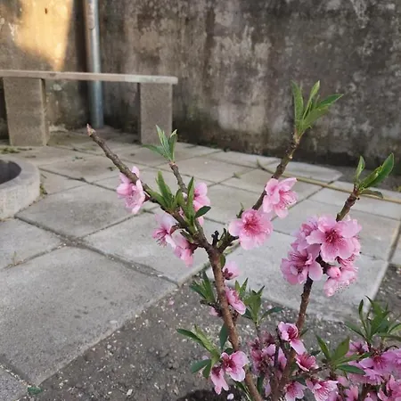 La Ginestra