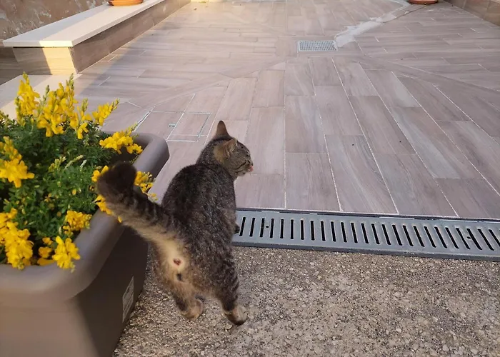 Alojamento de Acomodação e Pequeno-almoço La Ginestra 3*